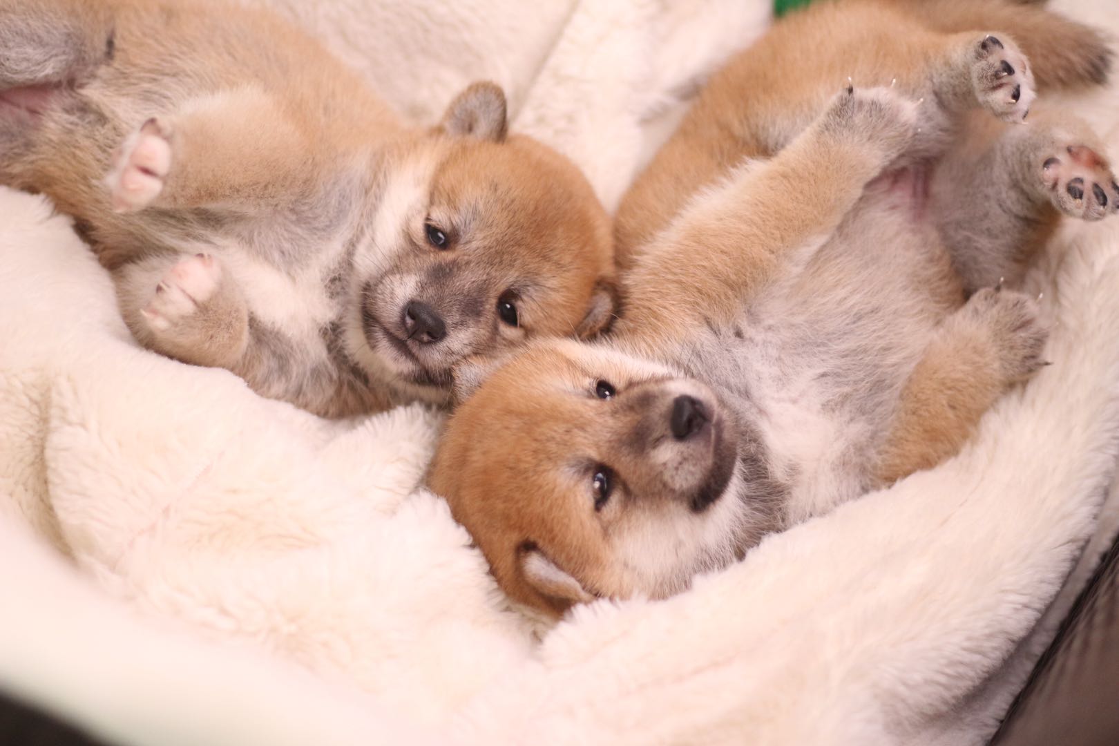 犬舍买狗,正规犬舍买狗