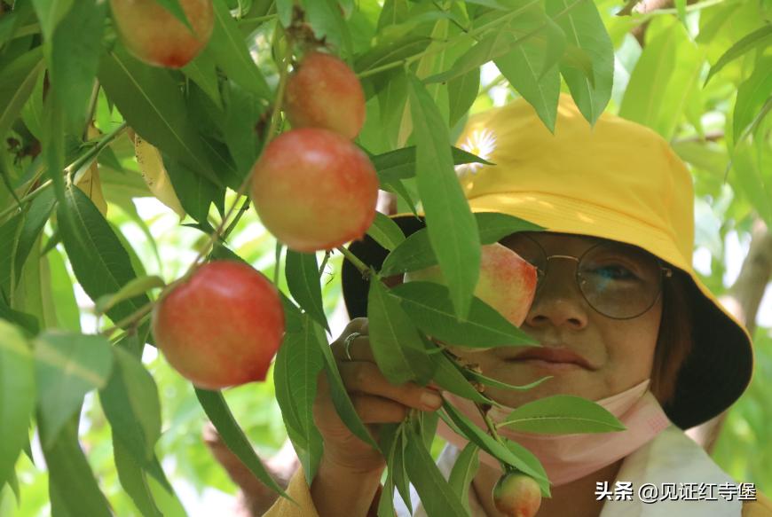 高堡油桃,红寺堡油桃采摘