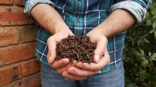 处理厨余垃圾的虫子,可以清理厨余垃圾的虫子