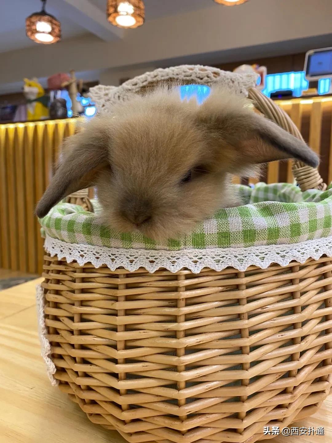 西安有哪些可以撸兔子的店,西安撸兔子的店