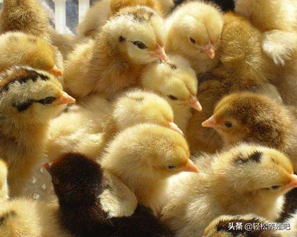 青年鸡拉白色粪便用什么药,鸡拉白色粪便喉咙有声音怎么治