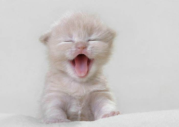 怎么快速了解猫狗粮,宠物到底有没有必要吃宠物粮