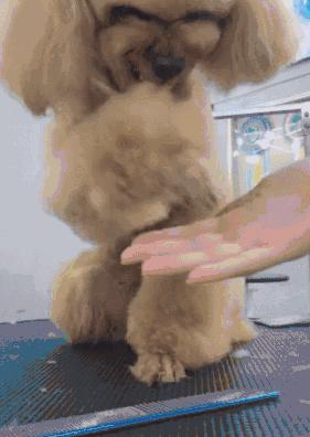 新手便宜好养活的狗有几种,十种便宜好养的小型宠物狗