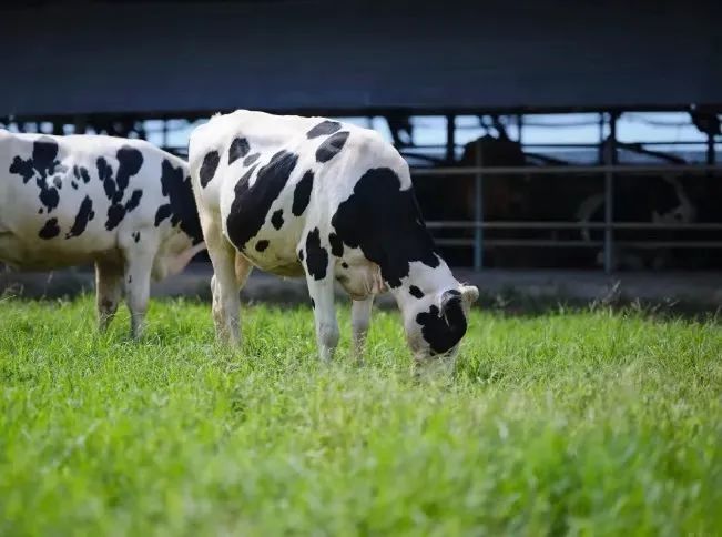 今时今日，连燕塘牛奶也有「小蛮腰」了？