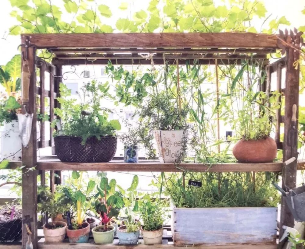 适合阳台盆栽的蔬菜混种搭档，通通收集在此