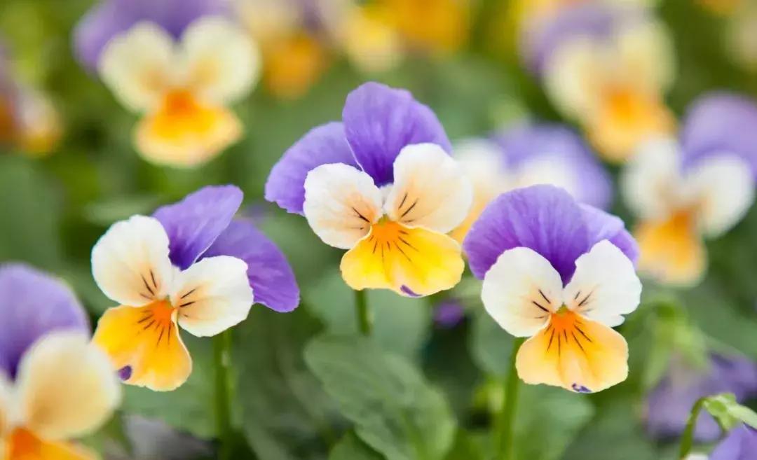 kiss-me-quick“不是喊你”快吻我”！真正意思你能想到吗？