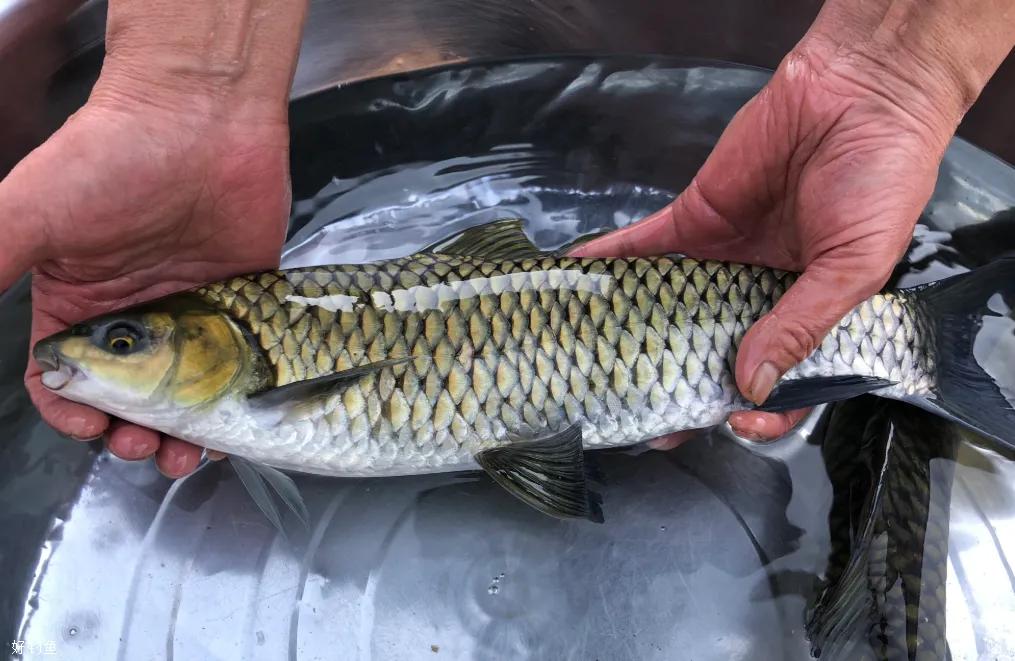 公认最好吃的10种淡水鱼,公认好吃淡水鱼有哪些种类