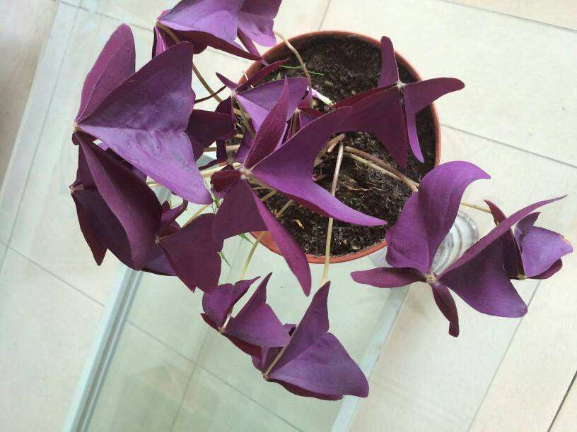 紫叶酢浆草分根方法,紫叶酢浆草种植多大间距