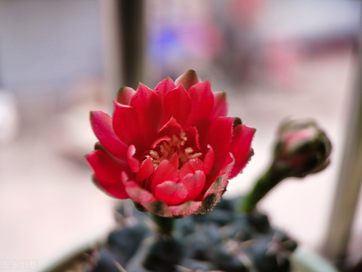 去花市买花千万别买这4种花,秋季花市卖得好的5种花