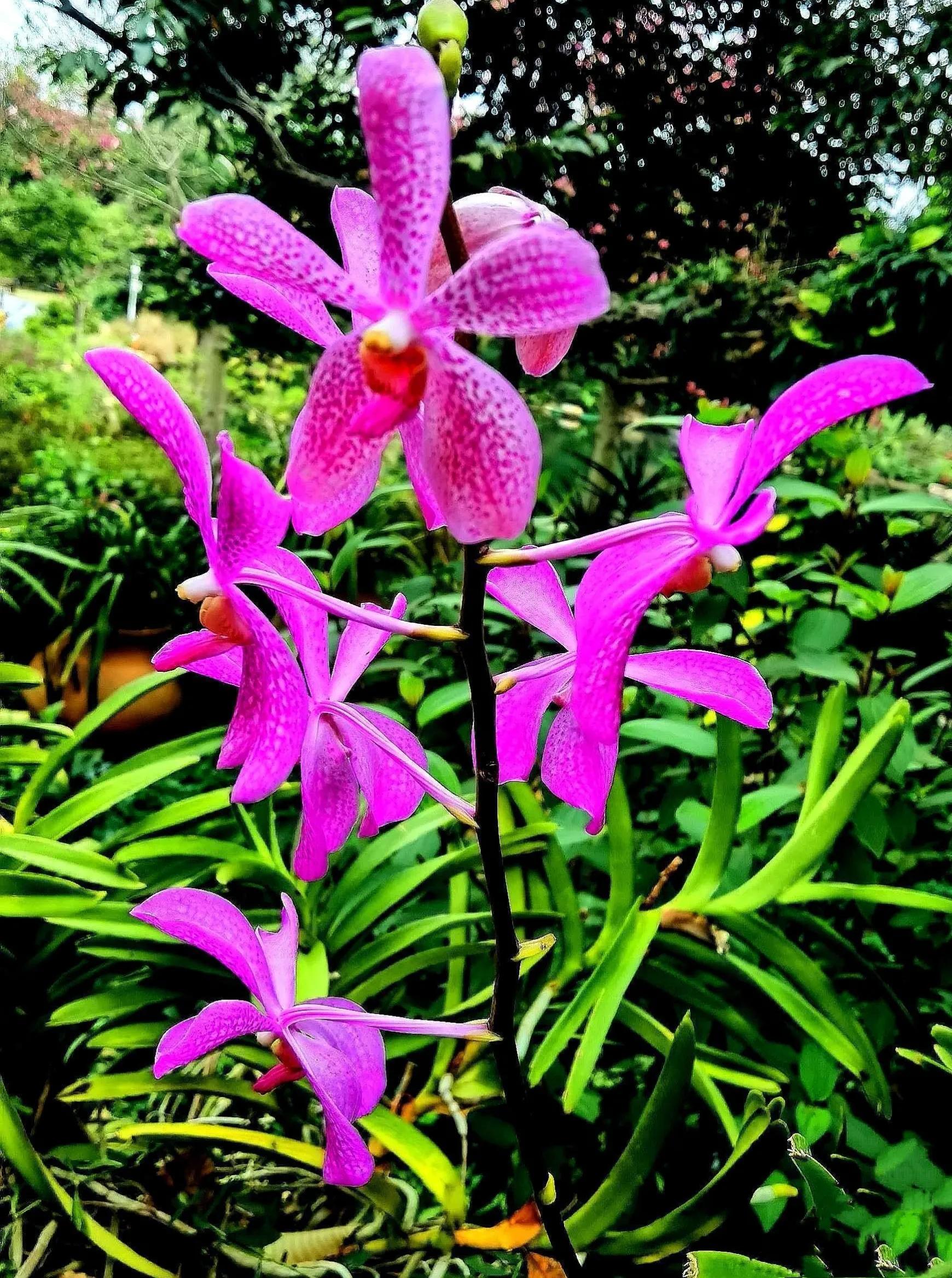 兰花高洁的古诗,高洁典雅的兰花壁纸