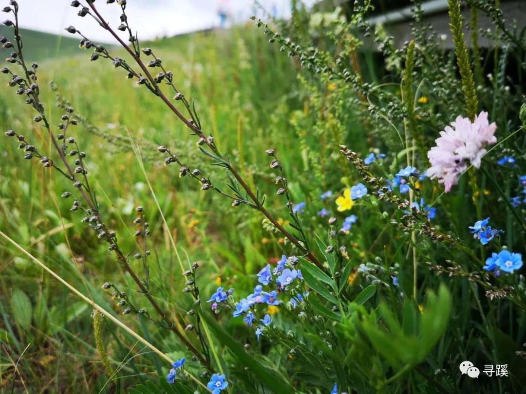 内蒙古大草原自驾游精品线路,辉腾锡勒草原黄花沟旅游攻略
