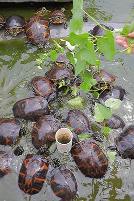 正宗龟苓膏老字号原味,真正的龟苓膏是苦的