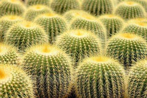 仙人球夏季养护注意事项,仙人球老是烂根怎么办