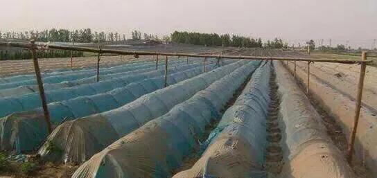 大棚生姜超过多少度会烤苗,生姜在小拱棚内没出芽时怎样保温