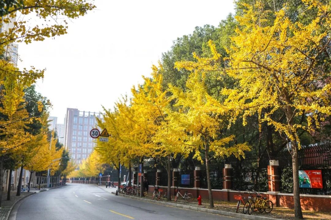 上海银杏叶打卡的地方,上海周边哪里有银杏叶
