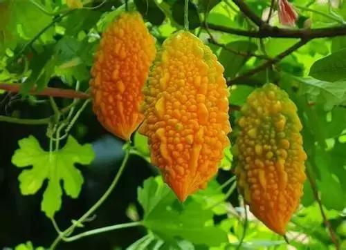 金铃子小时候的味道,芦稷儿时的味道