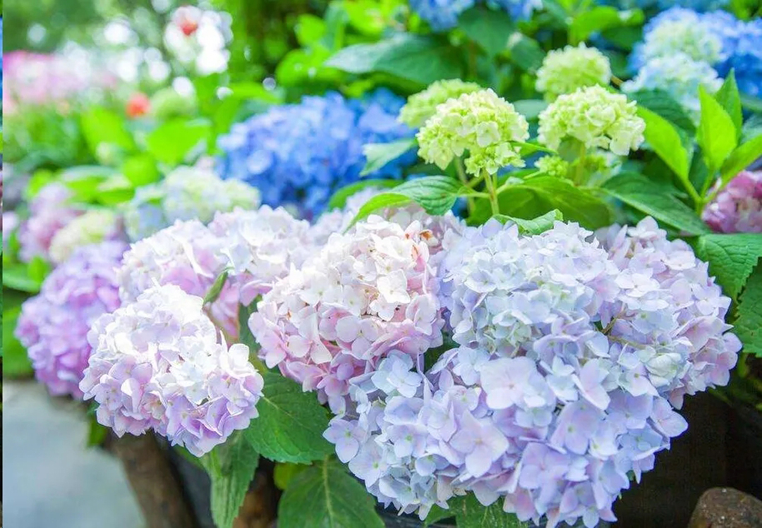 绣球盆土还湿为什么花却蔫了,绣球闷根护心土少了还能活吗