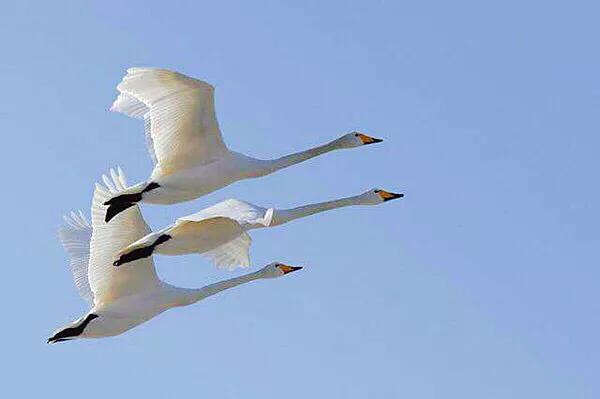 大雁属于杂食性的水禽,大雁最大品种