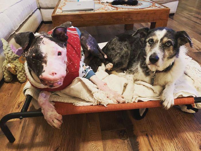 狗丑遭人嫌？虽饱受病痛折磨，但上天格外垂怜！网友：一样是宝贝