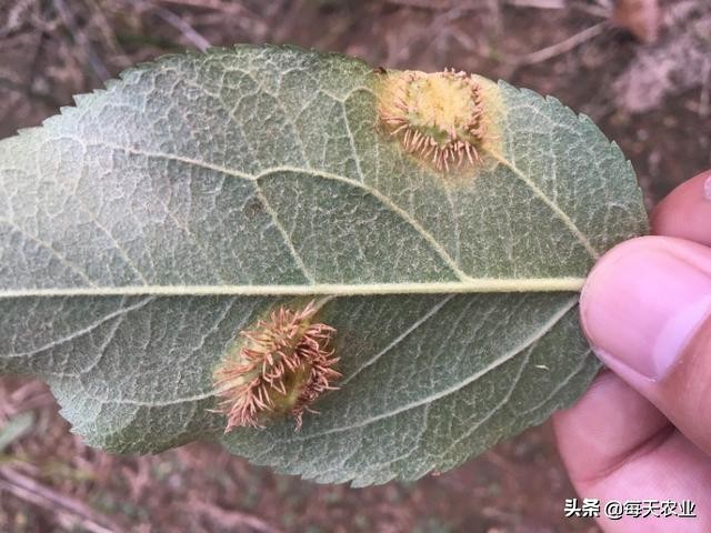 苹果树叶上的羊胡子锈病怎样防治,果树上面长羊胡子病用什么药