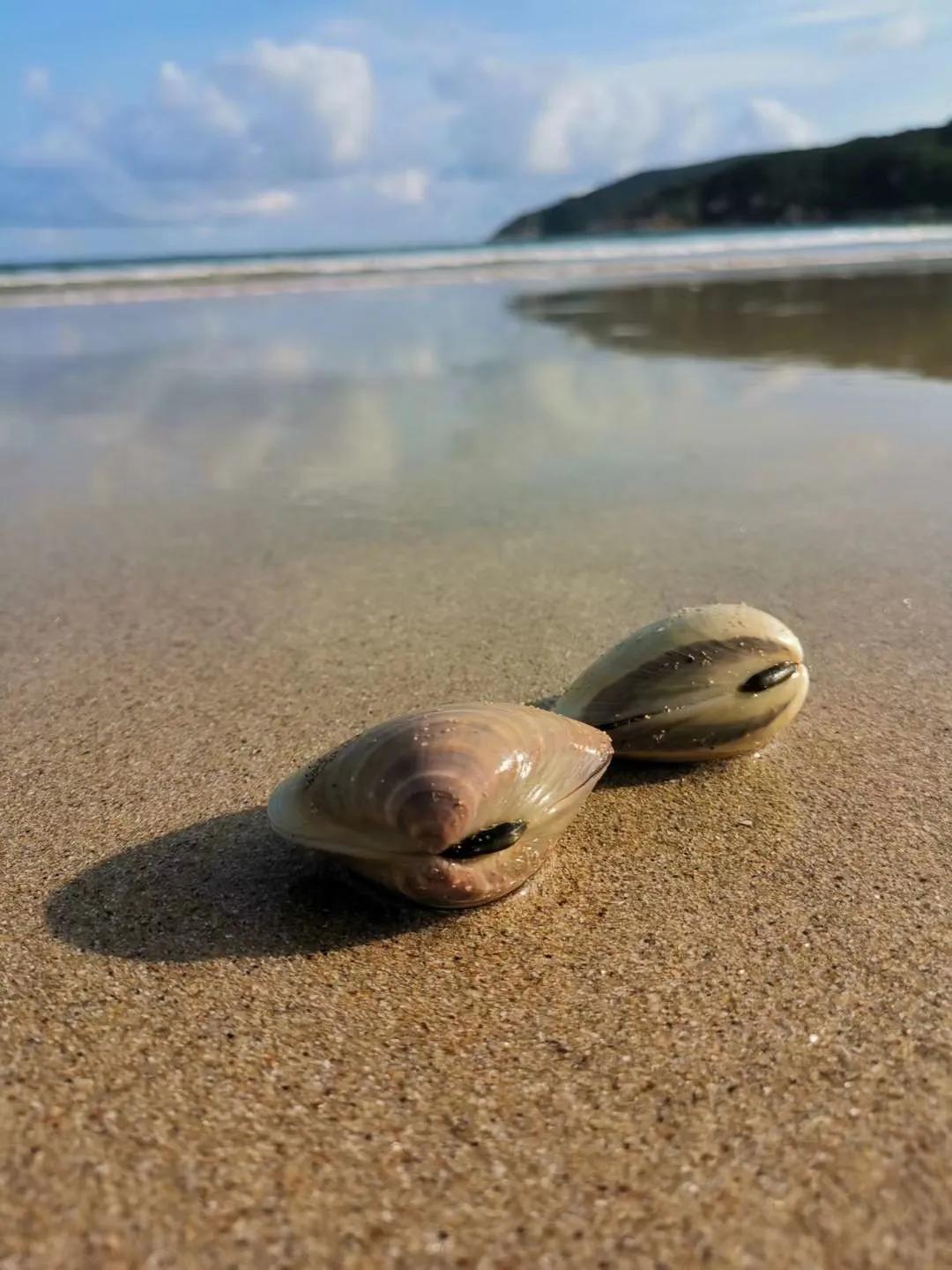 广东的海岛和海南的岛能比吗,广东的一个小岛