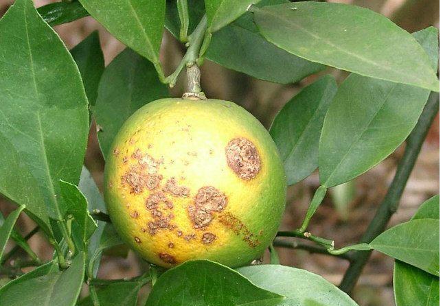 溃疡病，6-7月是发病高峰期