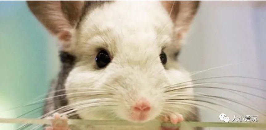 北京主题星空餐厅哪里的好,北京太空舱主题餐厅