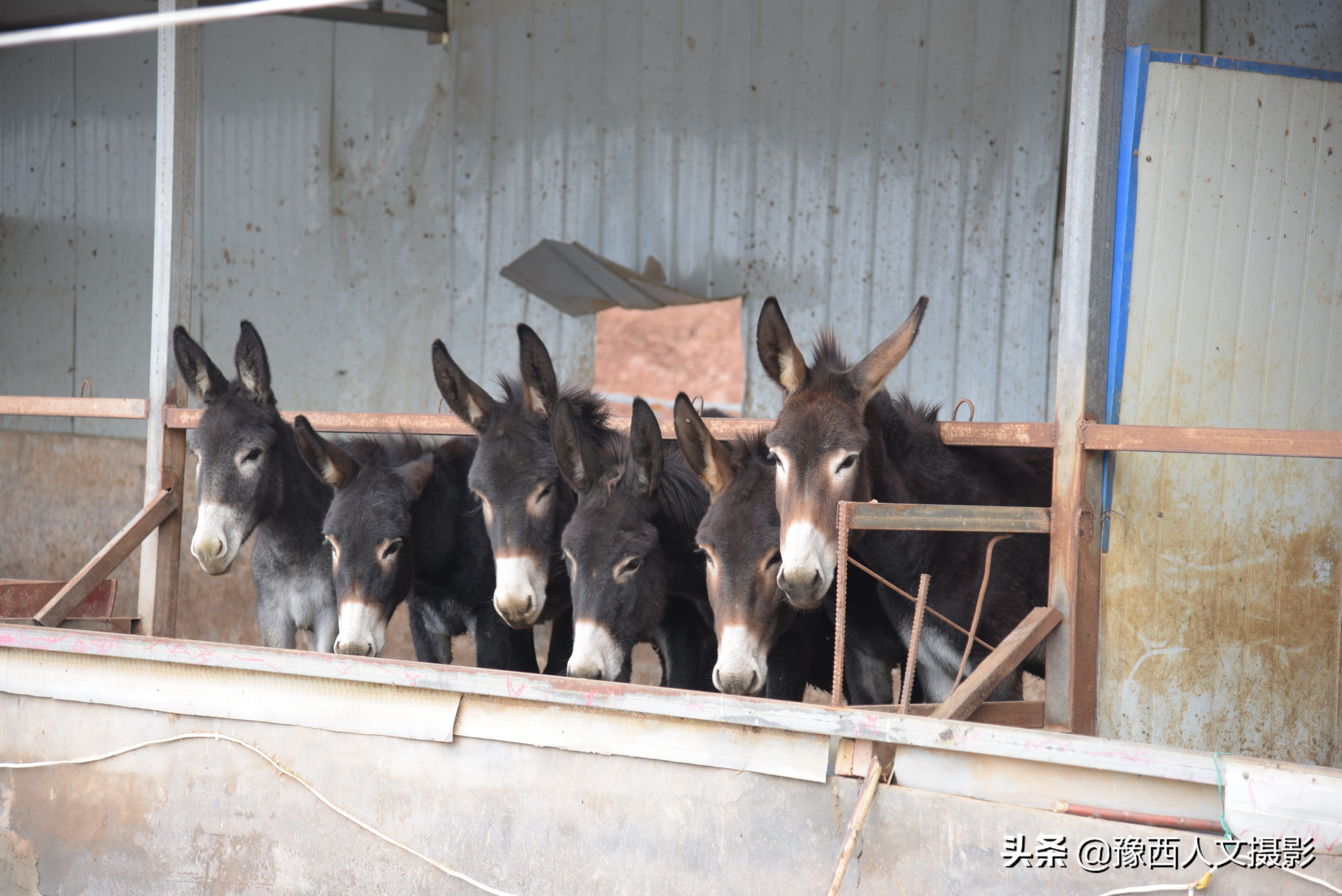 山西农村大爷养驴,农村大叔养驴的故事