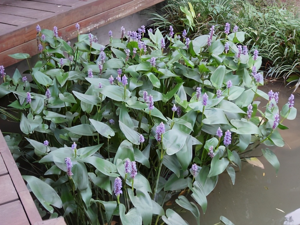 漂亮的水缸可以养什么植物,家里的大缸养鱼