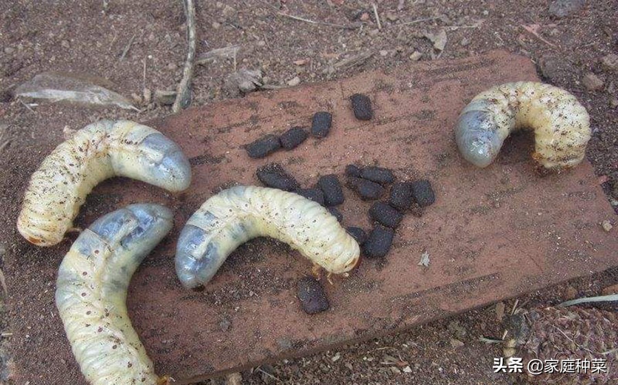 堆肥有虫怎么处理,堆肥长虫了还能用吗