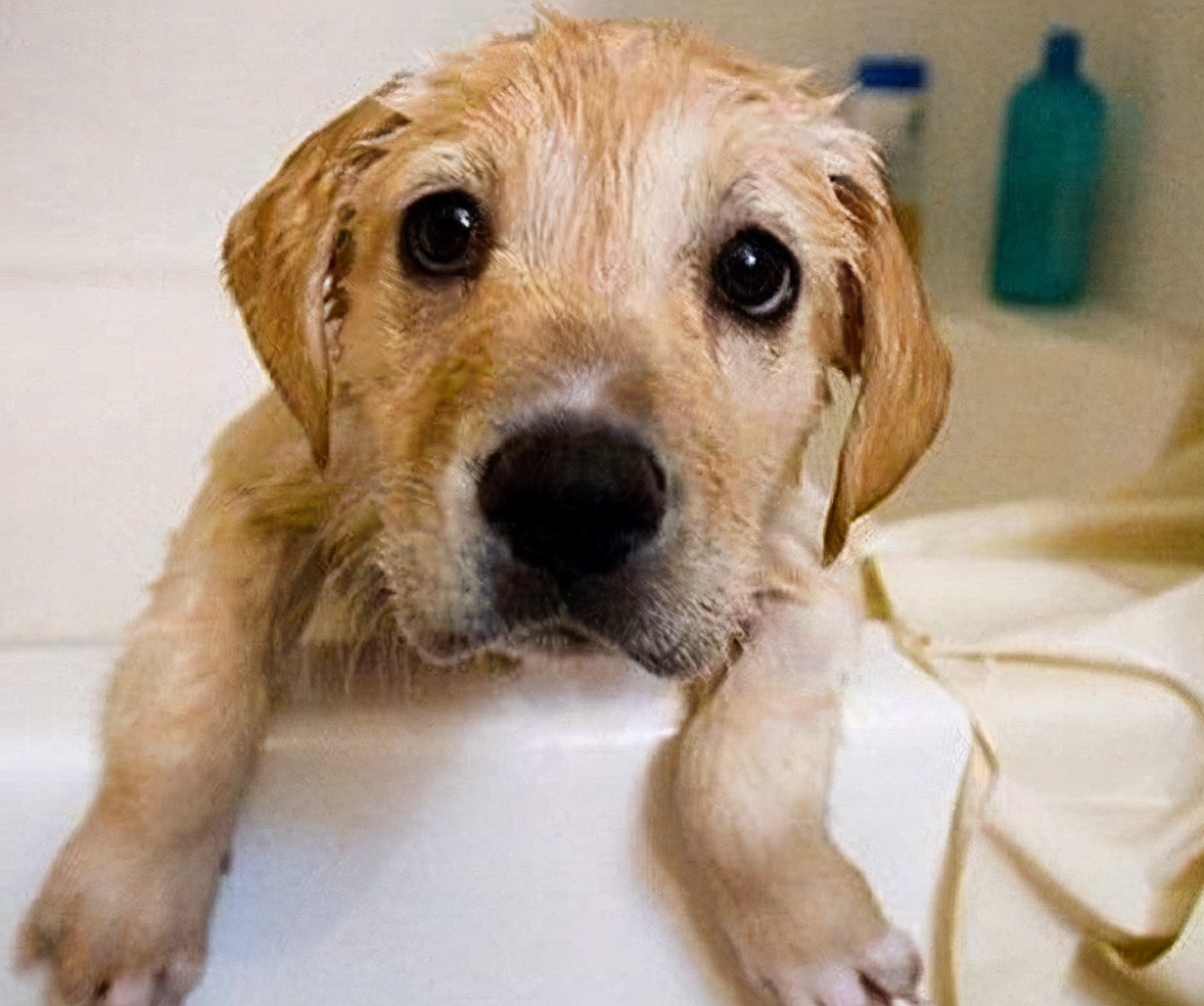 如何挑选一只品相好的罗威纳幼犬,黑色拉布拉多2个月幼犬如何挑选