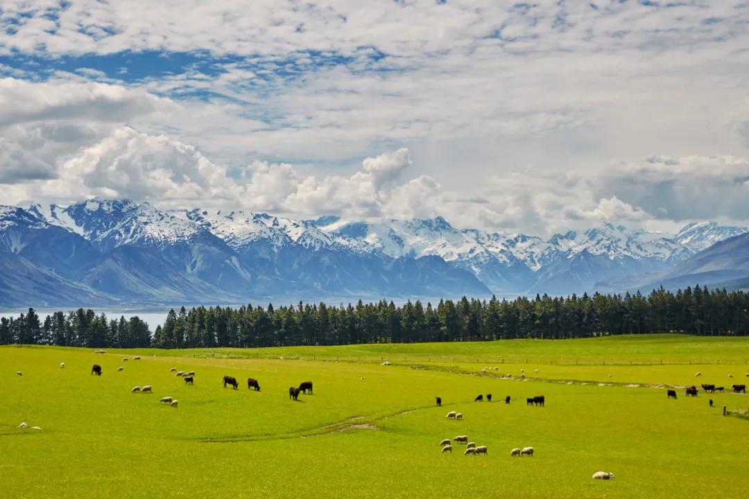 出口新西兰最好的奶粉,新西兰出口中国的奶粉