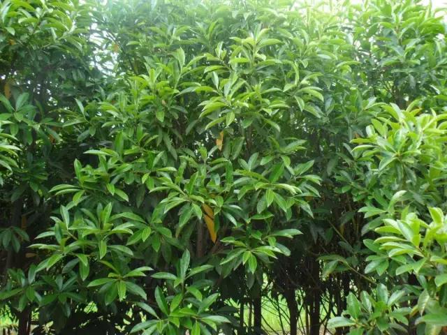 我国很多成语与植物有关,汉语成语中的植物文化