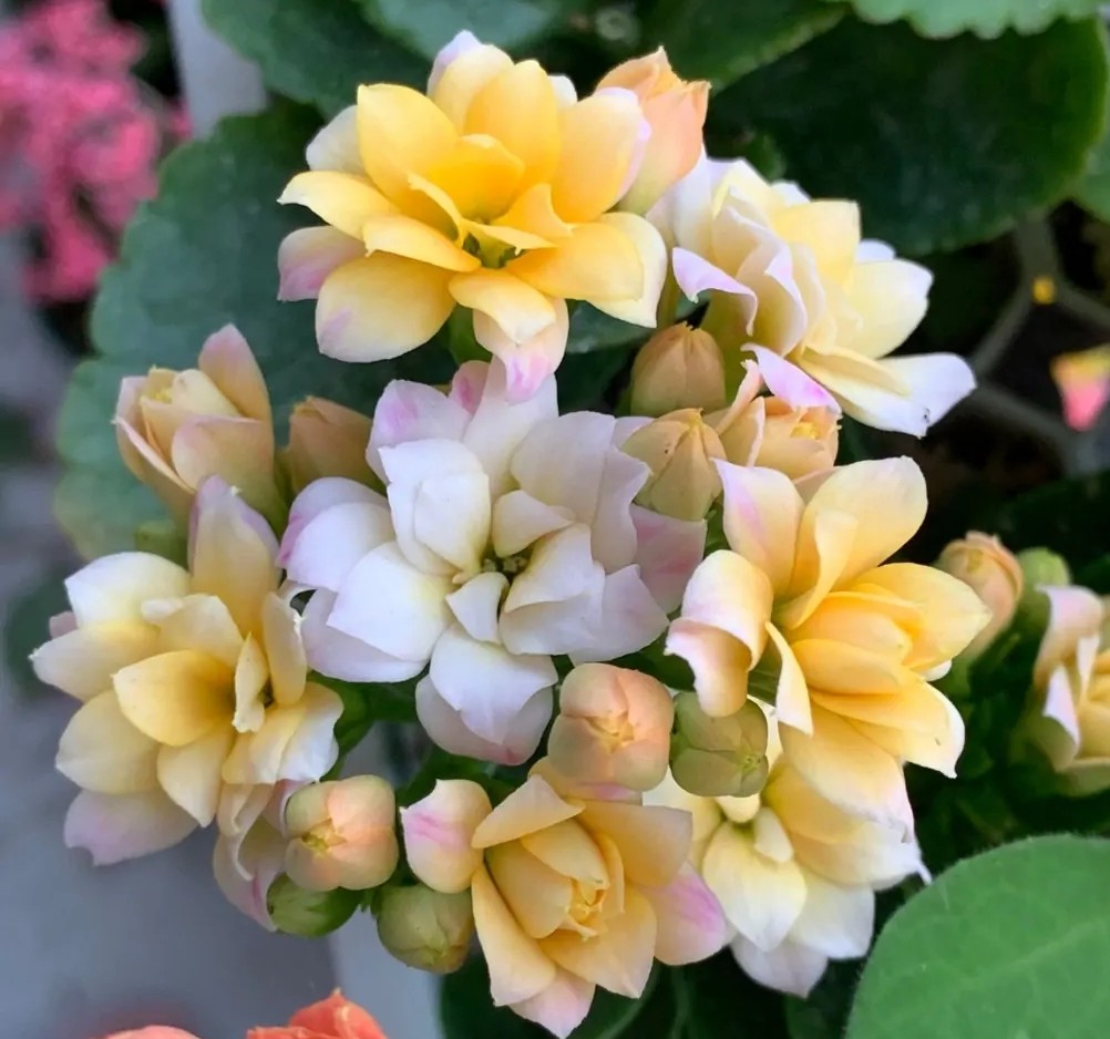 单瓣长寿花品种大全图,长寿花单瓣最好看的品种