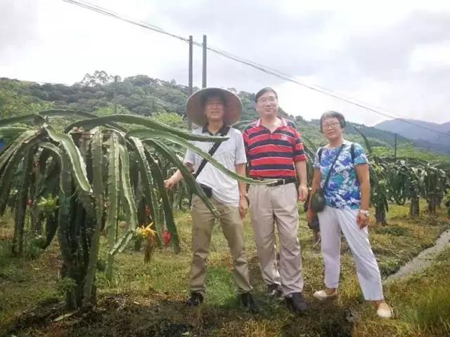 中草药驱赶针蜂,杀灭针蜂的特效药