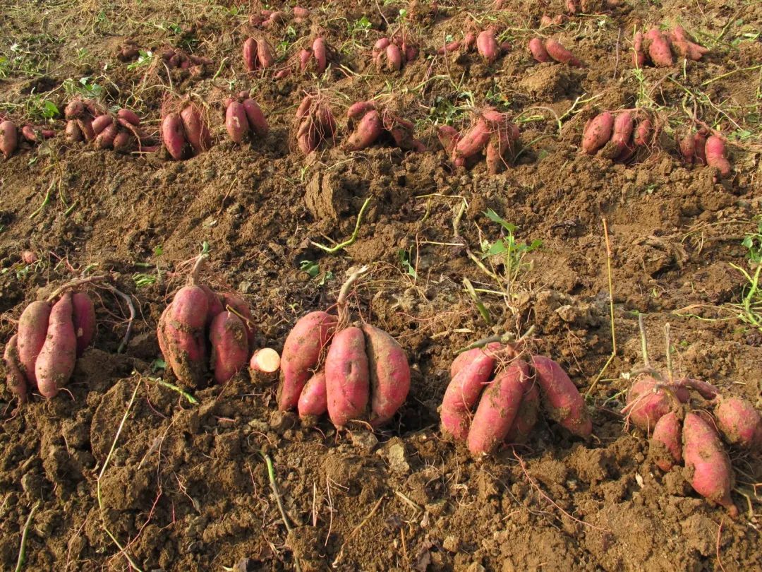 为什么说四川华夏文明的发源地,为何四川文化影响力这么强