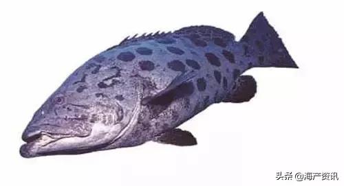 海洋科普世界上都有什么鱼,十种受欢迎的海鲜鱼类