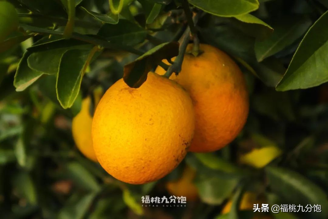 市场上卖的褚橙是真的吗,怎么区分真假褚橙2018