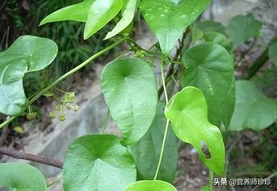 叶子像小簸箕,名字不好听,作用却不小,很多人不知道它的价值
