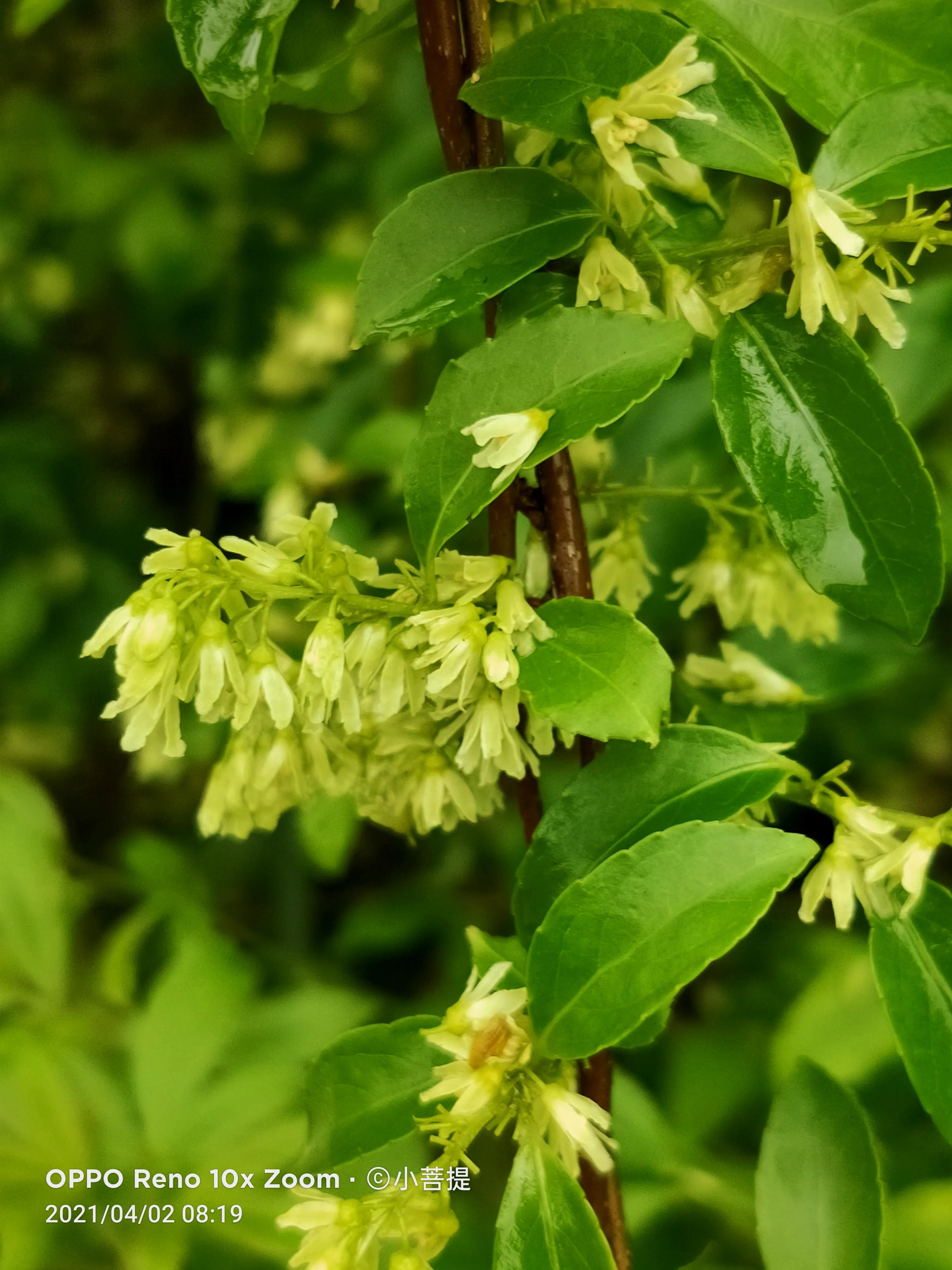 清明时节开花的花草有哪些,早春时节各种植物的样子