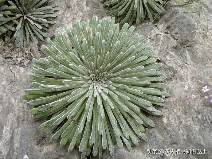 虎耳草开的花,虎耳草开花海