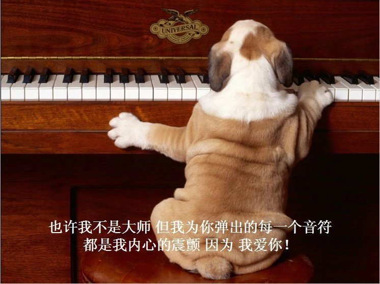 我只想说声爱你,只想再爱你一次