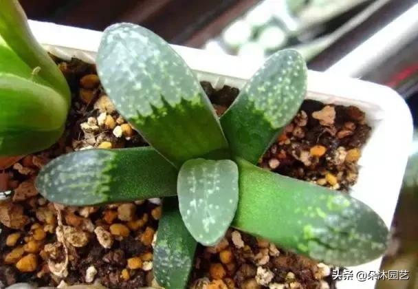 多肉十二卷寿的窗口怎么不透明,多肉热点话题