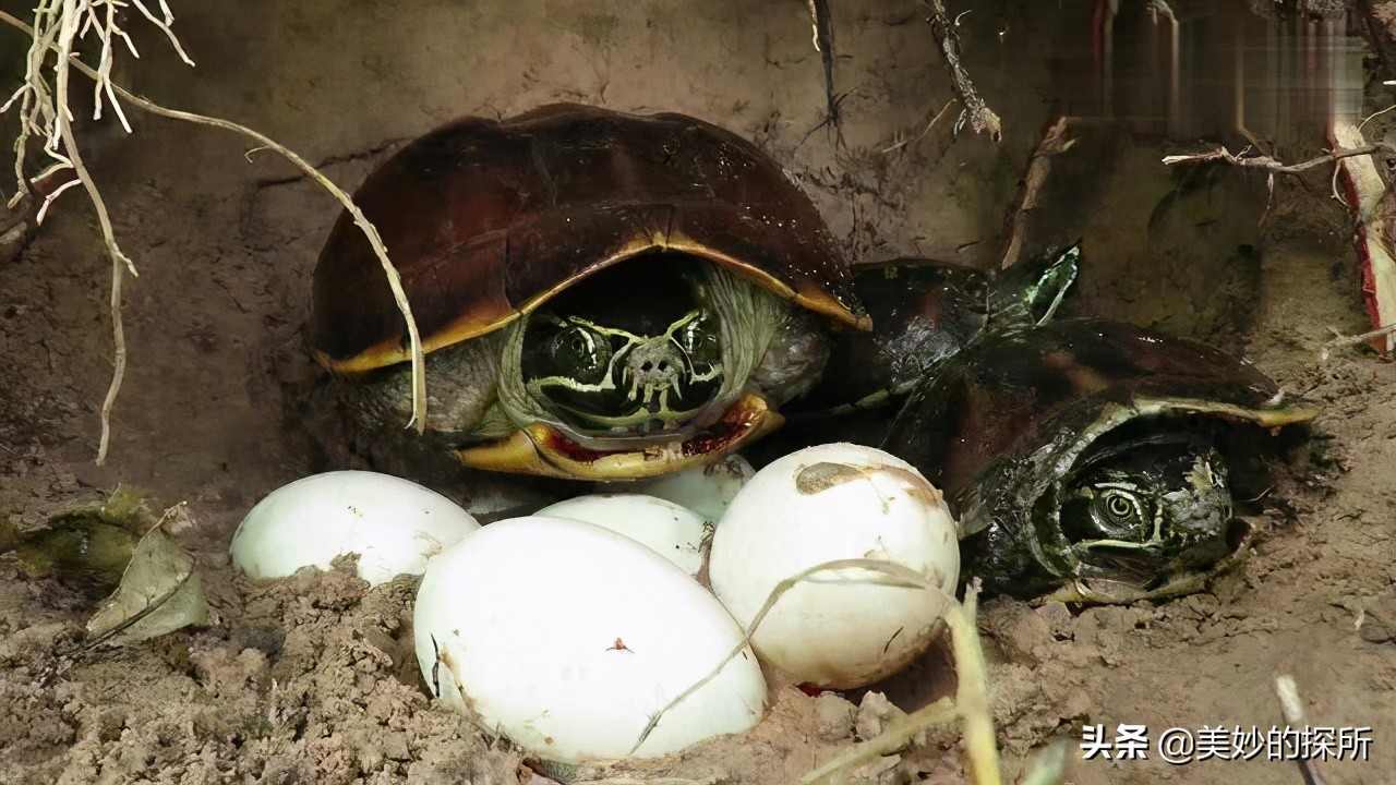 巴西龟泛滥成灾警惕外来生物入侵,巴西龟目前中国还有吗