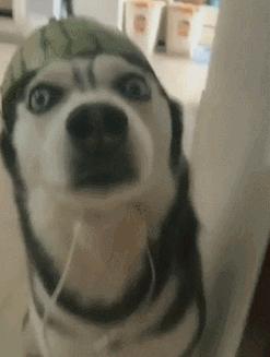 公认的无攻击性的6种狗你家有吗,什么狗忠诚攻击力高还可以养