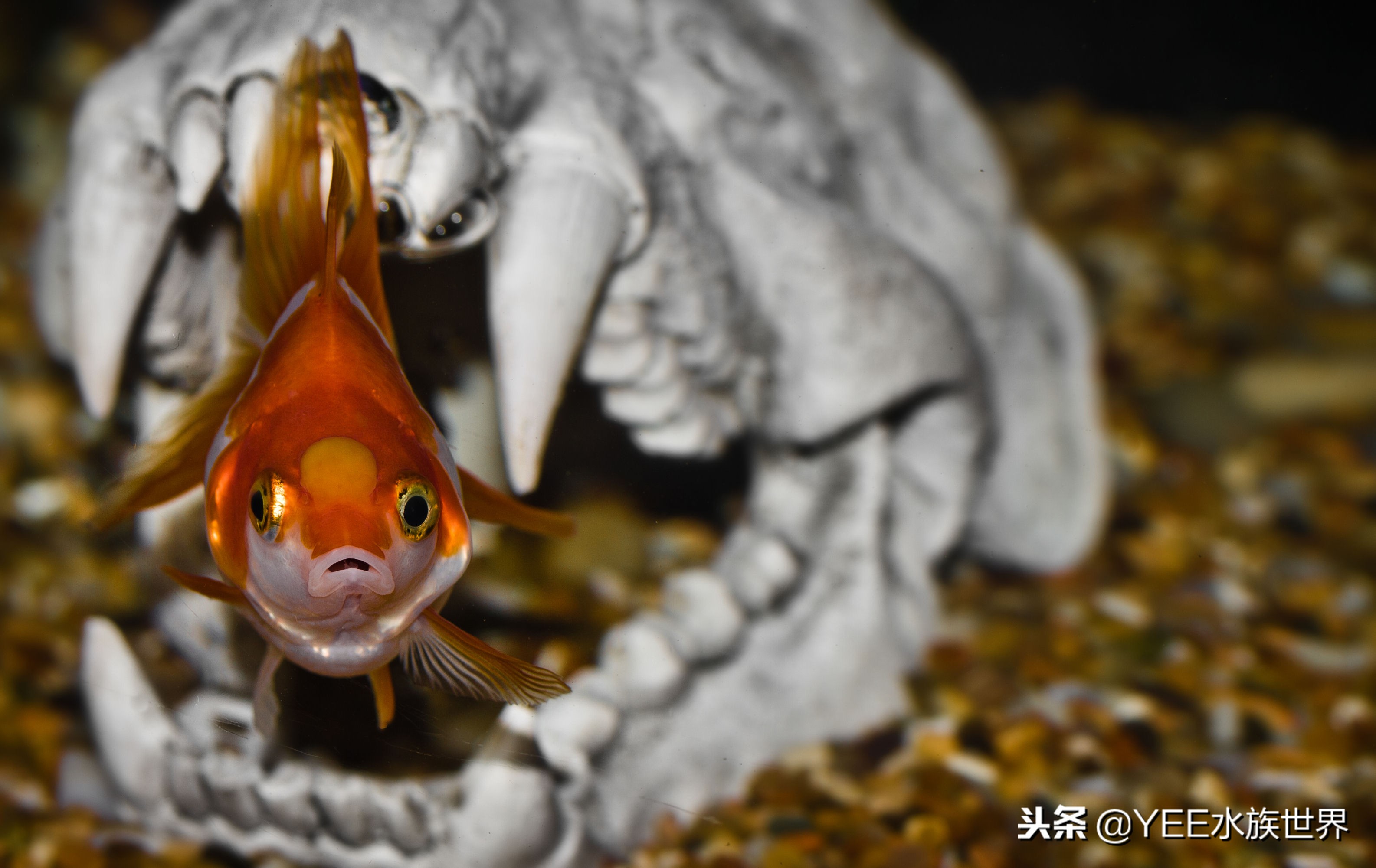 给鱼治病老是动怎么办,鱼外寄如何处理