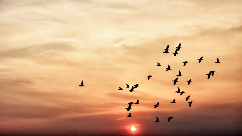 盘锦地区旅游,盘锦旅游景点中最靓丽的名片