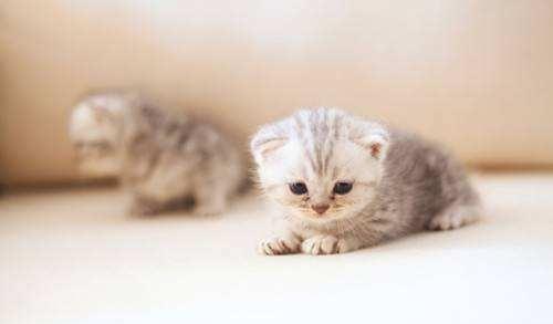 捡到的小奶猫怎么办,捡到小奶猫如何照顾