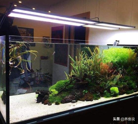 鱼缸加硝化细菌几天水能清,往鱼缸加硝化细菌有坏处吗