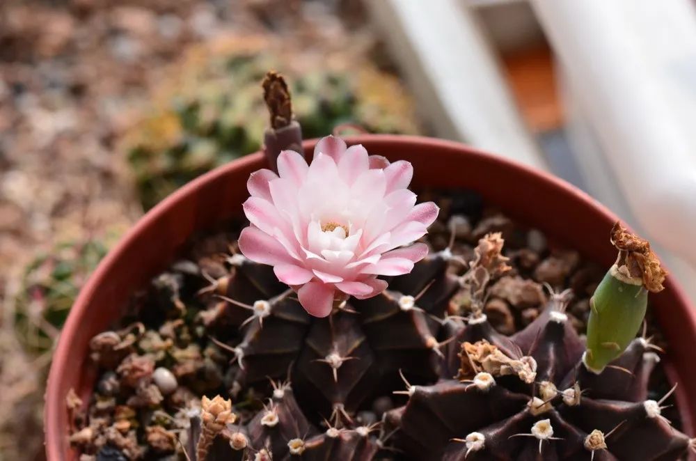 牡丹茎腐病怎么治好的,绯牡丹徒长怎么办